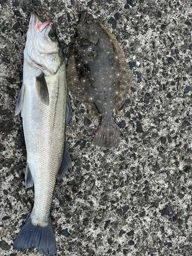 シーバスの釣果