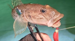 マハゼの釣果