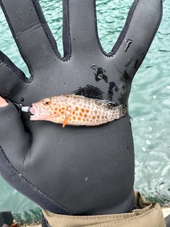 オオモンハタの釣果
