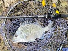 オキナワキチヌの釣果