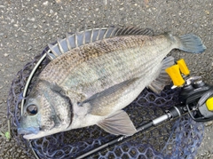 ミナミクロダイの釣果