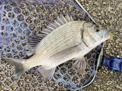 ミナミクロダイの釣果