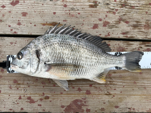 キチヌの釣果