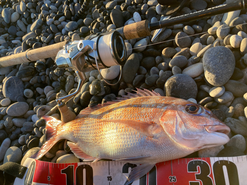 タイの釣果