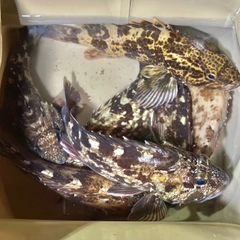ガシラの釣果