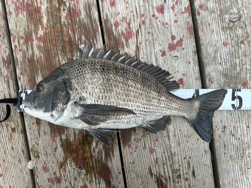 チヌの釣果