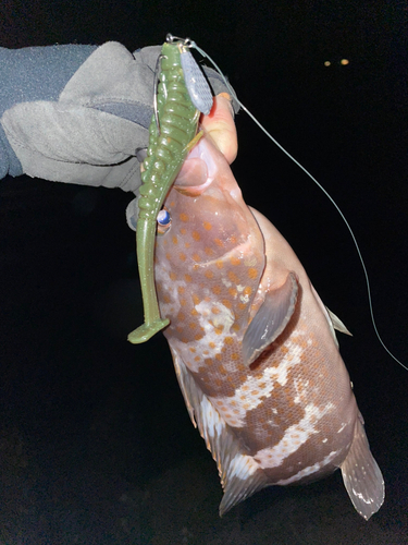 アコウの釣果