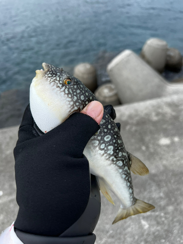 コモンフグの釣果