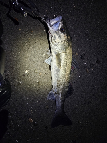 スズキの釣果