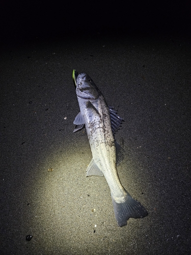 スズキの釣果