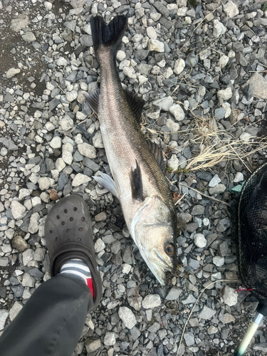 スズキの釣果