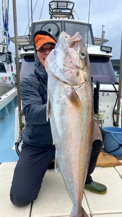 カンパチの釣果