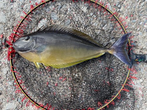 テングハギモドキの釣果