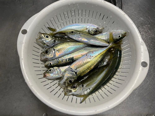 アジの釣果