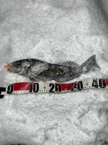 アイナメの釣果