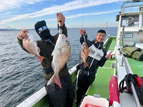 マダイの釣果