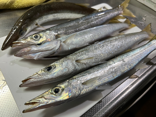 カマスの釣果