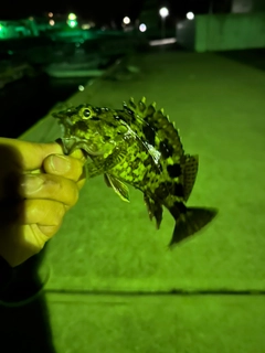 タケノコメバルの釣果