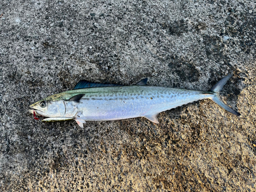 サゴシの釣果