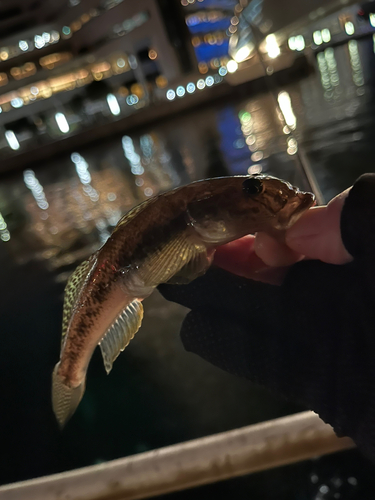 マハゼの釣果