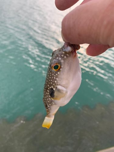 フグの釣果