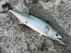 サゴシの釣果