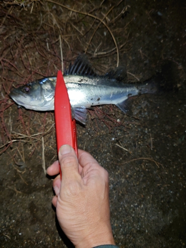 セイゴ（ヒラスズキ）の釣果