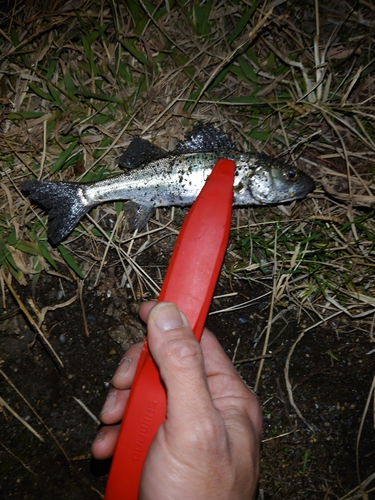 セイゴ（ヒラスズキ）の釣果