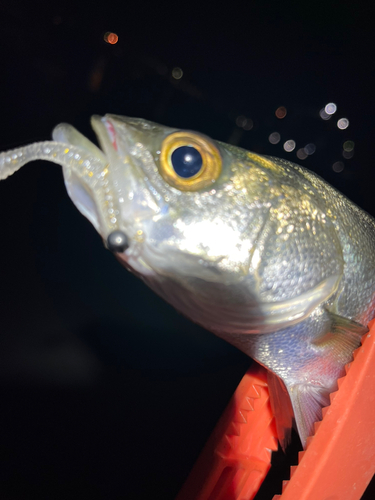 セイゴ（マルスズキ）の釣果