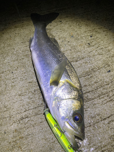 セイゴ（マルスズキ）の釣果