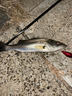 セイゴ（マルスズキ）の釣果