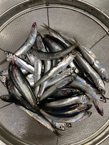 カタクチイワシの釣果