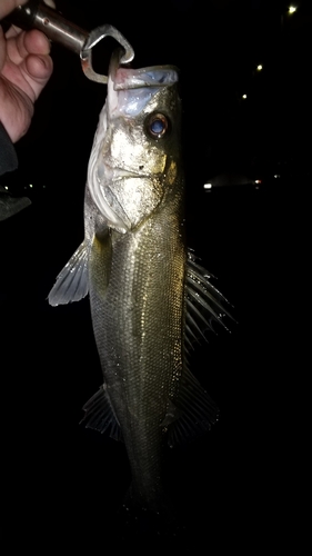 ハネ（マルスズキ）の釣果