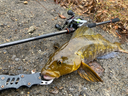 アイナメの釣果