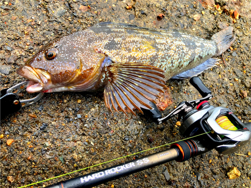 アイナメの釣果