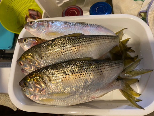 コノシロの釣果