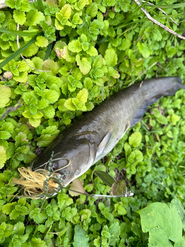 ナマズの釣果