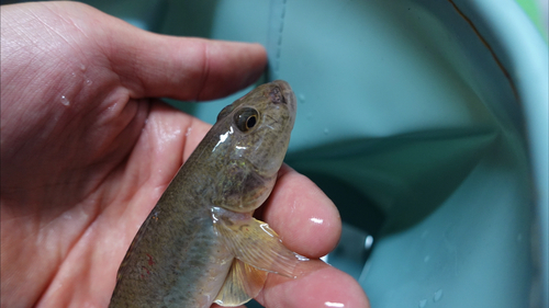 マハゼの釣果