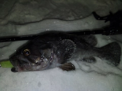 クロソイの釣果