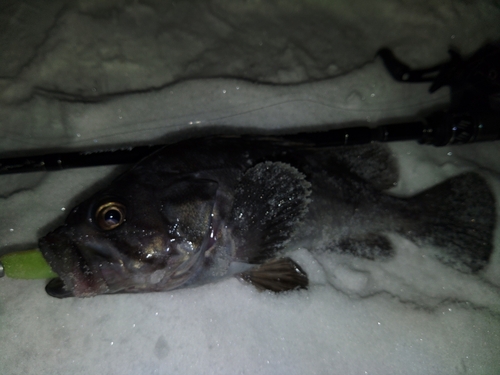 クロソイの釣果