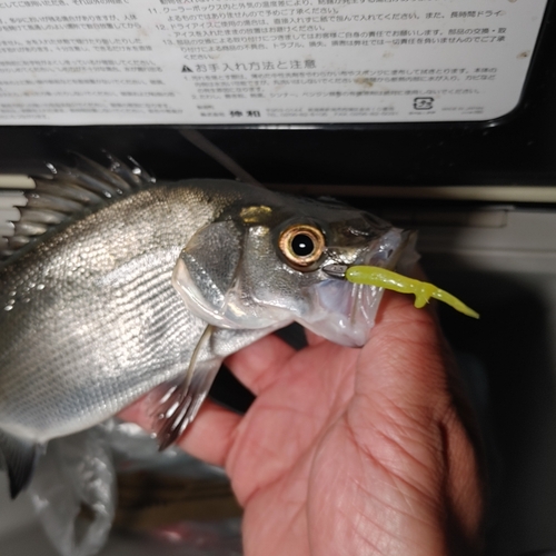 セイゴ（マルスズキ）の釣果