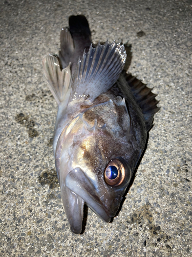 クロソイの釣果