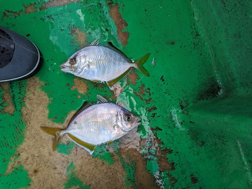 カイワリの釣果