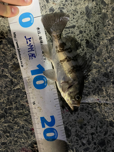 メバルの釣果