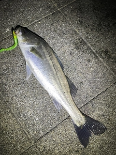 フッコ（ヒラスズキ）の釣果