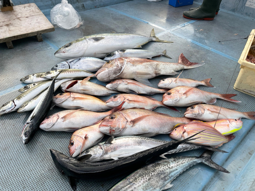 マダイの釣果