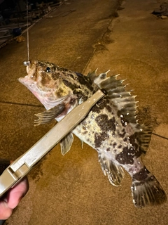 タケノコメバルの釣果