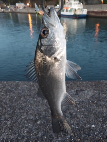 セイゴ（ヒラスズキ）の釣果