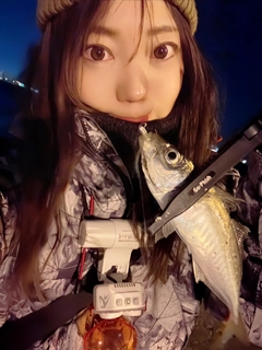 マアジの釣果