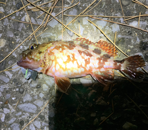 カサゴの釣果